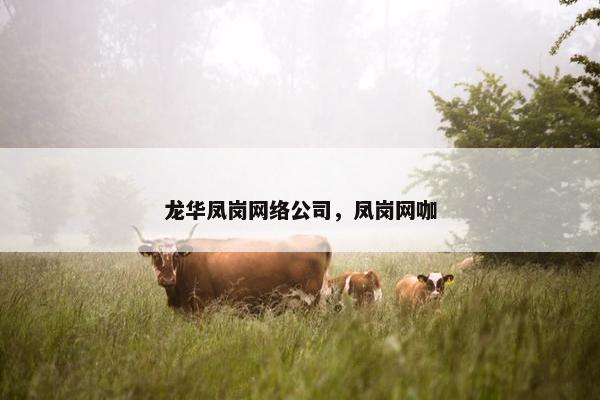 龙华凤岗网络公司，凤岗网咖