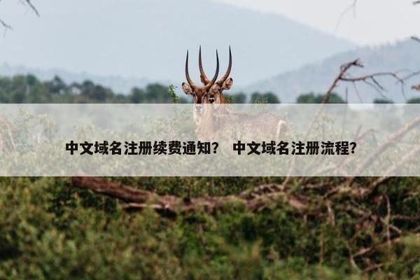 中文域名注册续费通知？ 中文域名注册流程？