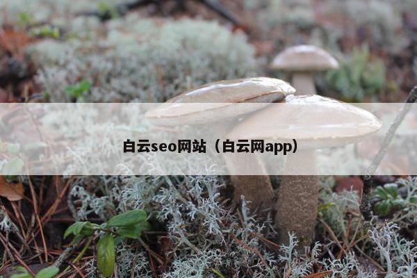 白云seo网站（白云网app）
