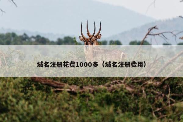 域名注册花费1000多（域名注册费用）